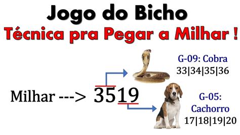 jogo do bicho cobra milhar